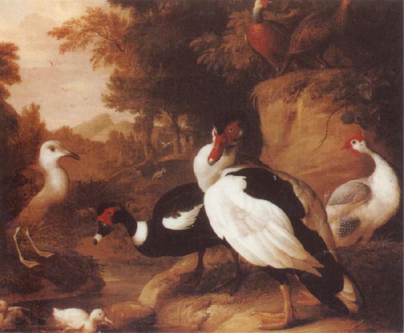 Jakob Bogdani Wild Ducks France oil painting art